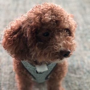 Meet your Posher, Melissa